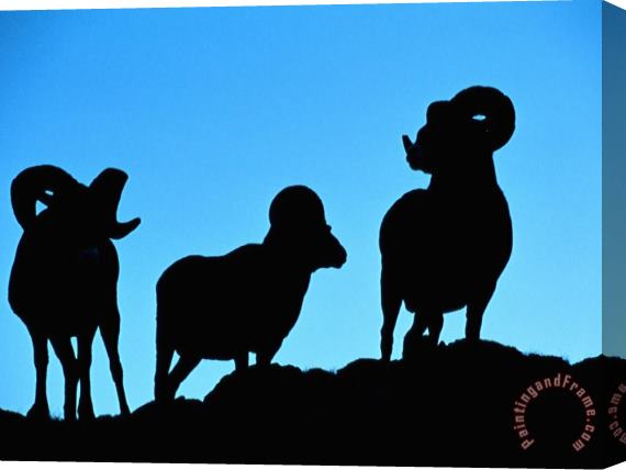Raymond Gehman Silhouettes of a Trio of Bighorn Rams Stretched Canvas Painting / Canvas Art