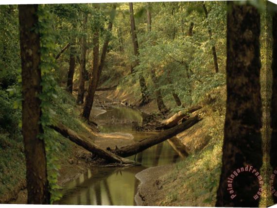 Raymond Gehman Small Creek Through a Forest Along a Mammoth Cave Nature Trail Stretched Canvas Painting / Canvas Art