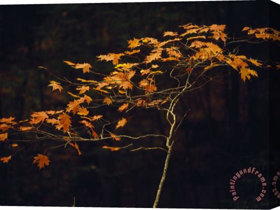 Raymond Gehman Small Red Maple Standing Along The Debord Falls Trail Stretched Canvas Print / Canvas Art