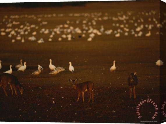 Raymond Gehman Snow Geese Settle in for The Evening Among Grazing White Tailed Deer Stretched Canvas Print / Canvas Art