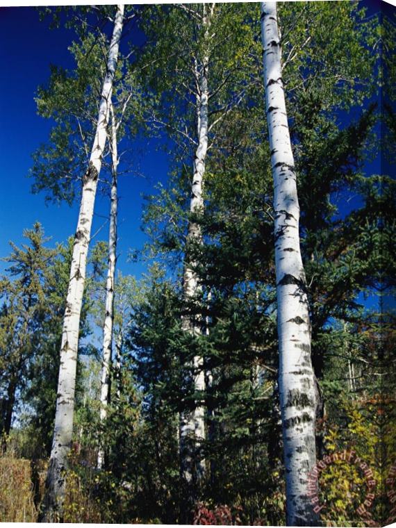 Raymond Gehman Soaring Aspen Trees in Whiteshell Provincial Park Stretched Canvas Print / Canvas Art