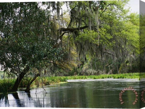 Raymond Gehman Spanish Moss Fills Tree Branches Overhanging a Waterway Stretched Canvas Painting / Canvas Art
