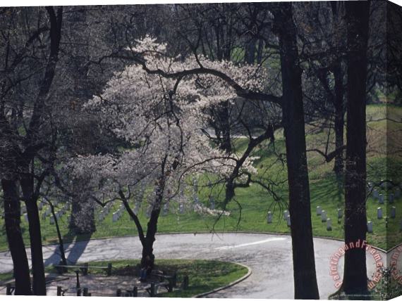 Raymond Gehman Springtime Blossoms Highlight Arlington National Cemetery Stretched Canvas Print / Canvas Art
