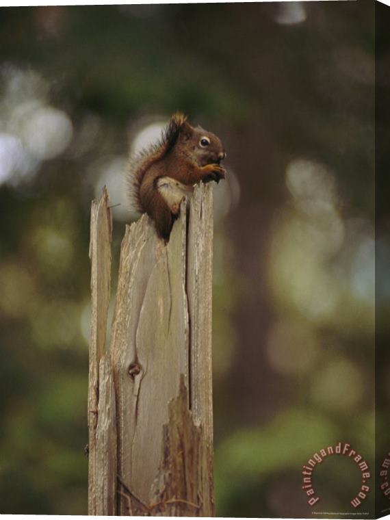 Raymond Gehman Squirrel Chews on a Nut Atop a Fence Post Stretched Canvas Painting / Canvas Art