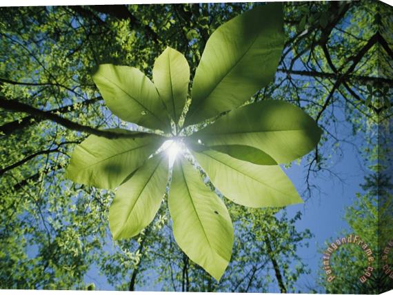 Raymond Gehman Sunlight Filters Through The Leaves of an Umbrella Tree Stretched Canvas Print / Canvas Art