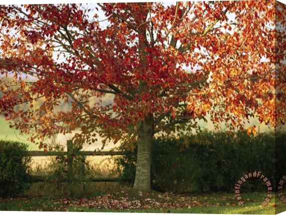 Raymond Gehman Sunlight on a Maple Tree in Fall Foliage Stretched Canvas Print / Canvas Art