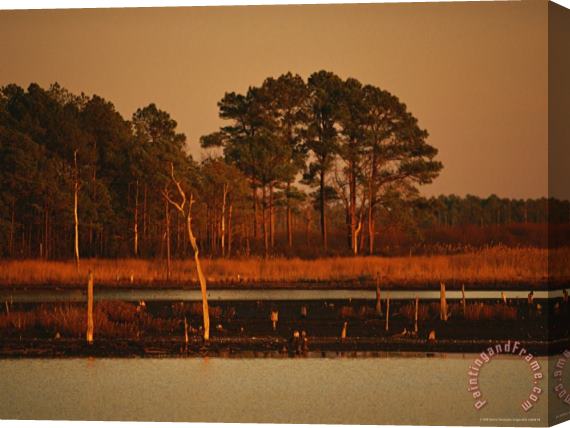 Raymond Gehman Sunset on Loblolly Pines Near a Brackish Tidal Marsh Stretched Canvas Print / Canvas Art
