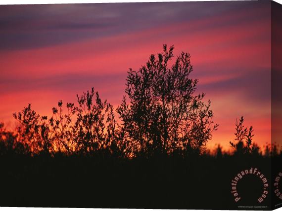 Raymond Gehman Sunset Silhouettes The Birch Trees Along The Mackenzie River Stretched Canvas Painting / Canvas Art