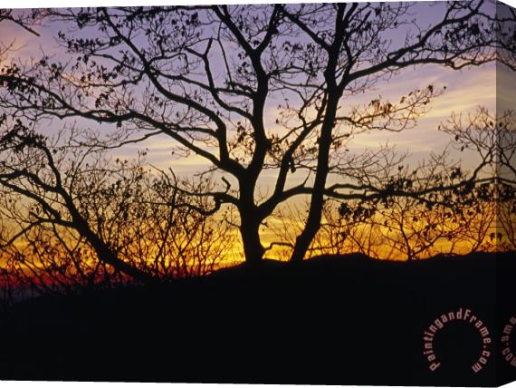 Raymond Gehman Sunset Through Silhouetted Trees Stretched Canvas Print / Canvas Art