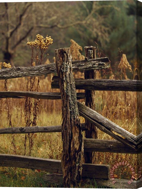Raymond Gehman Tall Weeds in Autumn Brown Along a Split Rail Fence Stretched Canvas Painting / Canvas Art