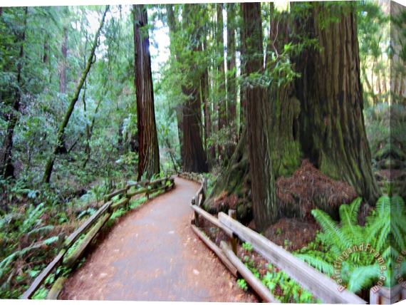Raymond Gehman Trail And Redwoods in Muir Woods National Monument California Stretched Canvas Print / Canvas Art