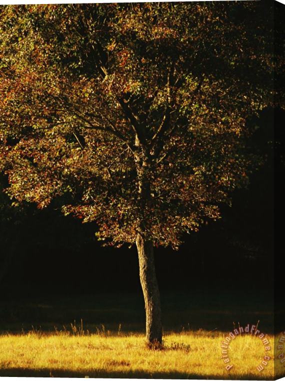 Raymond Gehman Tree Bathed in Sunlight in The Fall Stretched Canvas Print / Canvas Art