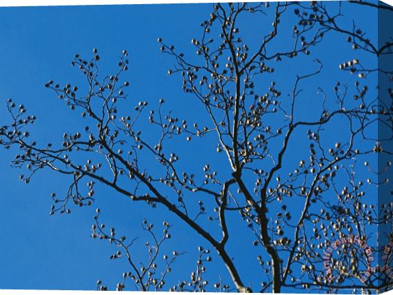 Raymond Gehman Tree Branches in Sunlight Viewed Against a Cloudless Blue Sky Stretched Canvas Painting / Canvas Art
