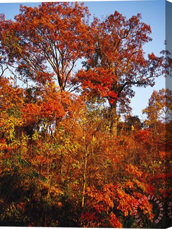 Raymond Gehman Tree in Golden Fall Color Along The Appalachian Trail Stretched Canvas Painting / Canvas Art