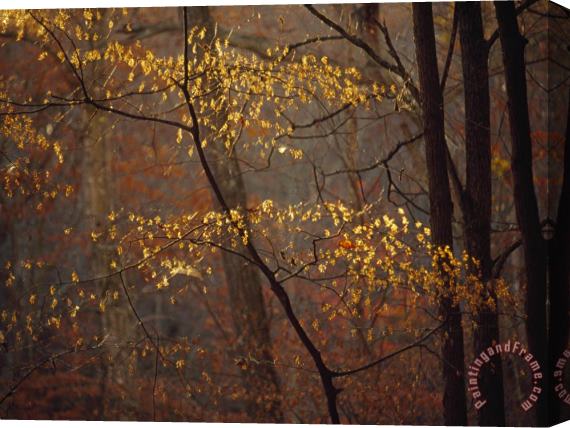 Raymond Gehman Trees in Autumn Hues in a Foggy Forest Stretched Canvas Print / Canvas Art