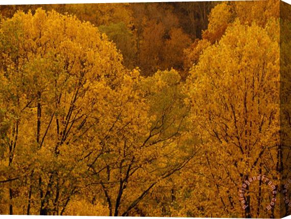 Raymond Gehman Trees in Autumn Hues Stretched Canvas Print / Canvas Art