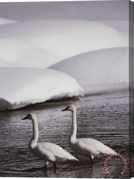 Raymond Gehman Trumpeter Swans in a Snowy Landscape Yellow River Wyoming Stretched Canvas Print / Canvas Art