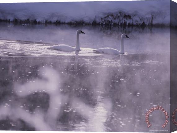 Raymond Gehman Trumpeter Swans Swim Through Early Morning Mist on The Madison River Stretched Canvas Painting / Canvas Art