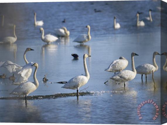 Raymond Gehman Tundra Swans Feed on a Pond in The Mackenzie River Delta Stretched Canvas Print / Canvas Art