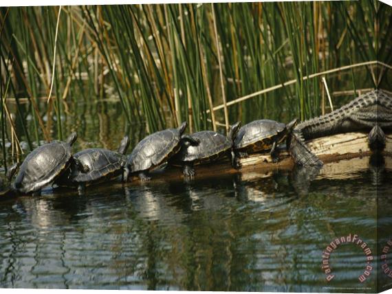 Raymond Gehman Turtles Line Up on The Safe Side of an Alligator Stretched Canvas Print / Canvas Art
