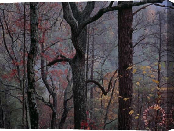 Raymond Gehman Twilight Falls on Oaks on Paint Mountain Road Stretched Canvas Print / Canvas Art