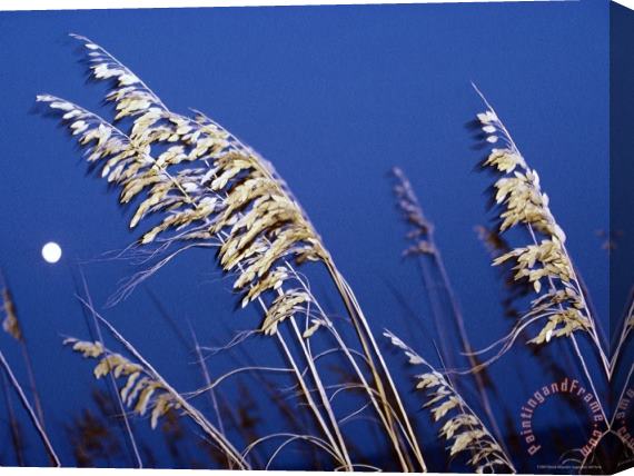 Raymond Gehman Twilight View of Sea Oats Stretched Canvas Painting / Canvas Art