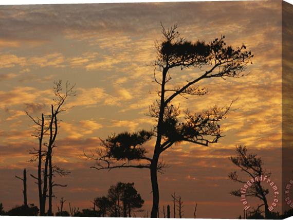 Raymond Gehman Twilight View of Silhouetted Loblolly Pines on a Marsh Trail Stretched Canvas Print / Canvas Art