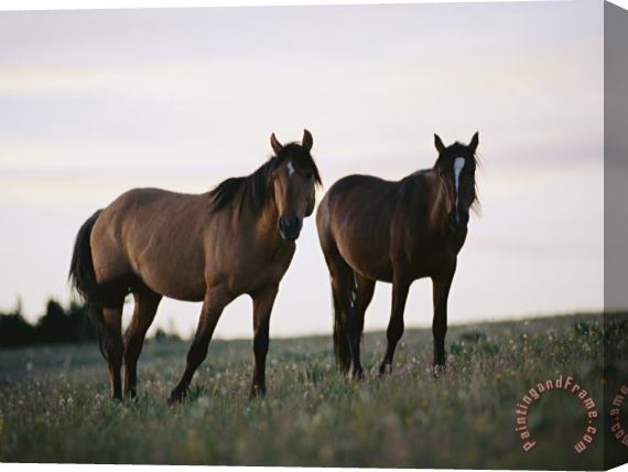 Raymond Gehman Two Wild Horses Walk Across a Meadow in The Bighorn Canyon National Recreation Area Stretched Canvas Painting / Canvas Art
