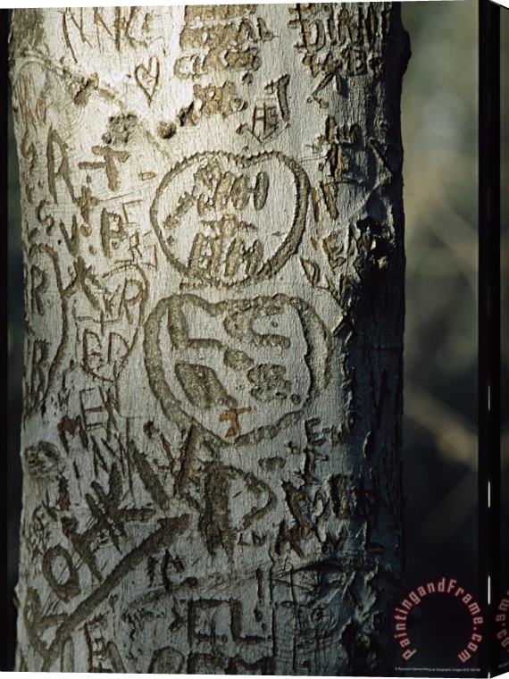 Raymond Gehman Vandalized Tree Trunk with Carved Initials in It Stretched Canvas Print / Canvas Art