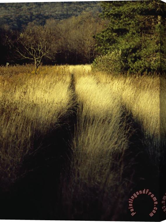 Raymond Gehman Vehicle Tracks Through Tall Golden Grasses in a Field Stretched Canvas Painting / Canvas Art