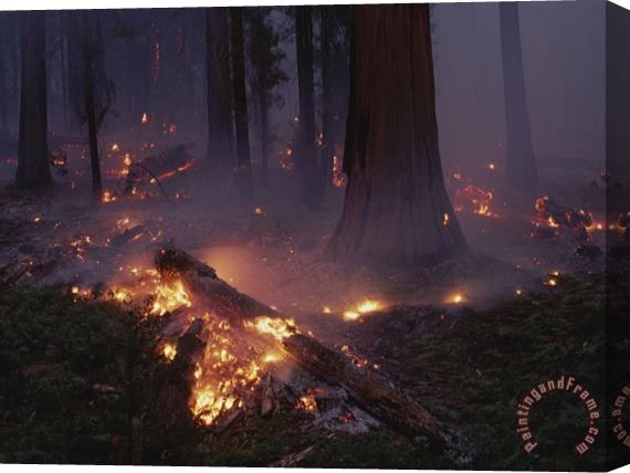Raymond Gehman View of a Controlled Fire in a Stand of Giant Sequoia Trees Stretched Canvas Print / Canvas Art