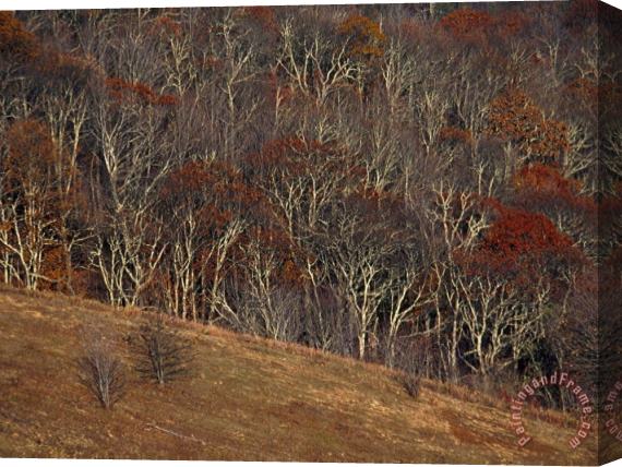 Raymond Gehman View of Max Patch in Autumn From The Appalachian Trail Stretched Canvas Print / Canvas Art