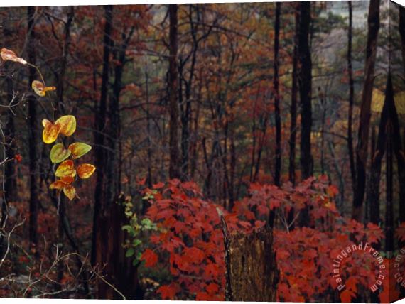 Raymond Gehman Vine Highlights Appalachian Woodlands Along Paint Mountain Road Stretched Canvas Painting / Canvas Art