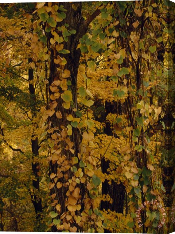 Raymond Gehman Vines Clinging to Trees in a Mixed Hardwood Forest in Autumn Hues Stretched Canvas Print / Canvas Art