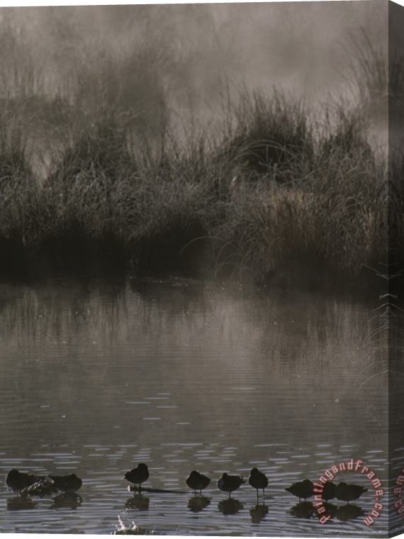 Raymond Gehman Wading Marsh Birds in Early Morning Fog Grand Teton National Park Stretched Canvas Print / Canvas Art