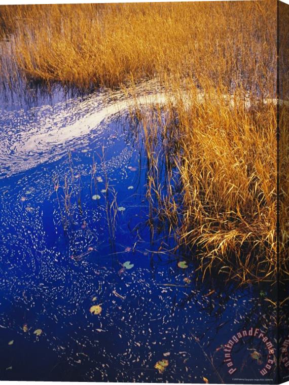 Raymond Gehman Water Lilies Wind Whipped Foam And Wire Grass at The Lakes Edge Near Lake Waccamaw Stretched Canvas Painting / Canvas Art
