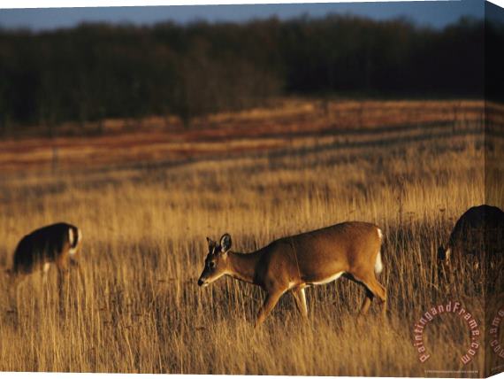 Raymond Gehman White Tailed Deer Eating in a Meadow Stretched Canvas Print / Canvas Art