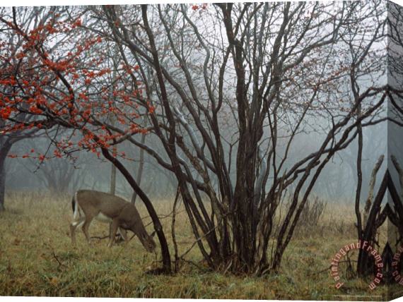 Raymond Gehman White Tailed Deer Forages Near a Serviceberry Tree Stretched Canvas Painting / Canvas Art