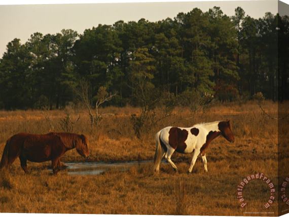 Raymond Gehman Wild Chincoteague Ponies Crossing a Marsh Near a Maritime Forest Stretched Canvas Painting / Canvas Art