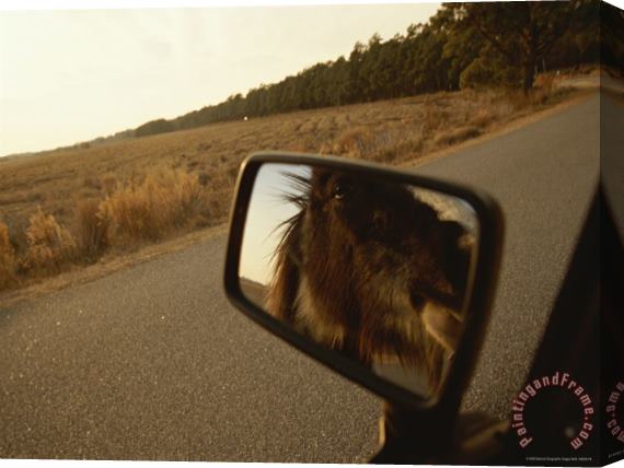Raymond Gehman Wild Chincoteague Pony Reflected in a Cars Rear View Mirror Stretched Canvas Painting / Canvas Art