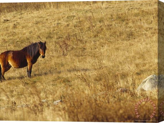 Raymond Gehman Wild Horse on The Appalachian Trail Stretched Canvas Painting / Canvas Art