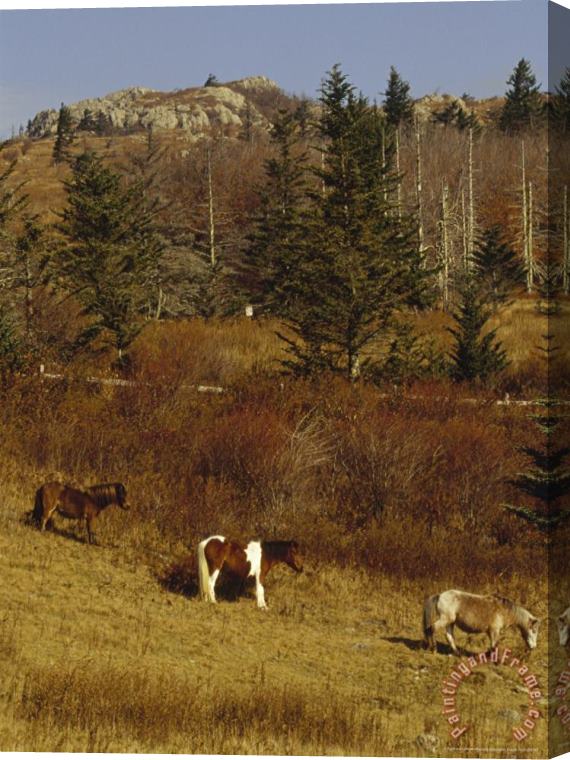 Raymond Gehman Wild Horses Fir And Ash Trees on The Appalachian Trail Stretched Canvas Painting / Canvas Art