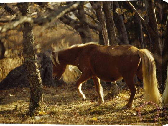 Raymond Gehman Wild Mare on The Appalachian Trail Backlit in The Late Afternoon Stretched Canvas Print / Canvas Art