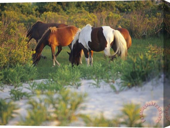 Raymond Gehman Wild Ponies Graze on Tender Grasses Stretched Canvas Print / Canvas Art