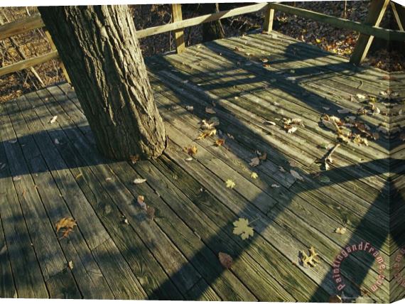 Raymond Gehman Wooden Observation Deck with Tree Trunk at The Nature Center Stretched Canvas Painting / Canvas Art