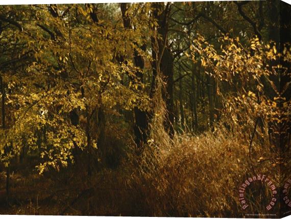 Raymond Gehman Woodland View of a Maritime Forest in Autumn Colors Stretched Canvas Print / Canvas Art