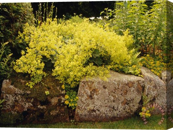 Raymond Gehman Yellow Blossoming Shrub at The Thuya Garden Stretched Canvas Painting / Canvas Art