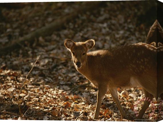 Raymond Gehman Young Sika Deer Standing Near Its Mother Stretched Canvas Print / Canvas Art