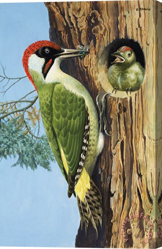 RB Davis Woodpecker Stretched Canvas Print / Canvas Art