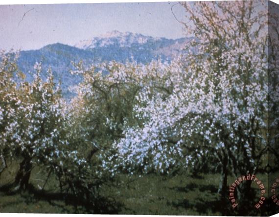 Richard Wheeler Whitney Abandoned Orchard Stretched Canvas Painting / Canvas Art